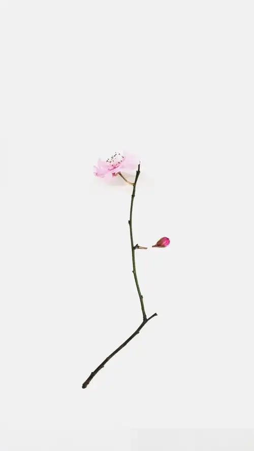 高清壁纸在线更新简约