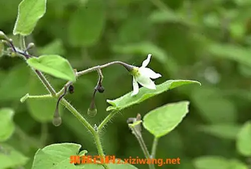 排风藤的功效与作用 排风藤的副作用有哪些