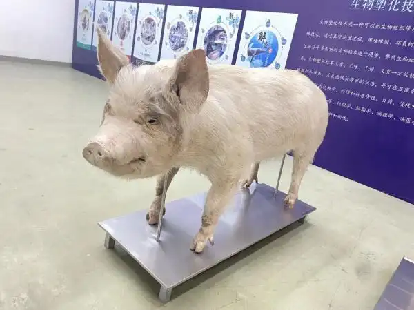 汶川地震"猪坚强",在大连"重生"了!