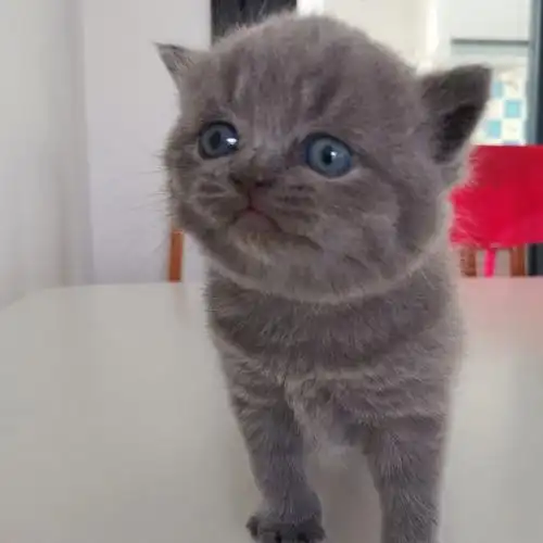 沐米猫舍 104英短纯蓝-性别:公(颜色深)蓝猫