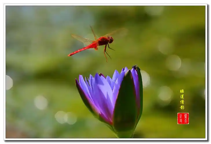 【首发】红蜻蜓戏睡莲