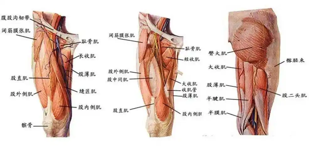 lp知识堂-你一定要知道的【大腿运动损伤-1】_肌肉