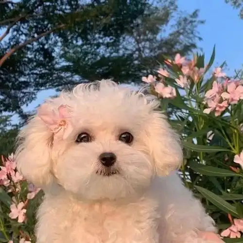 很喜欢用狗狗头像