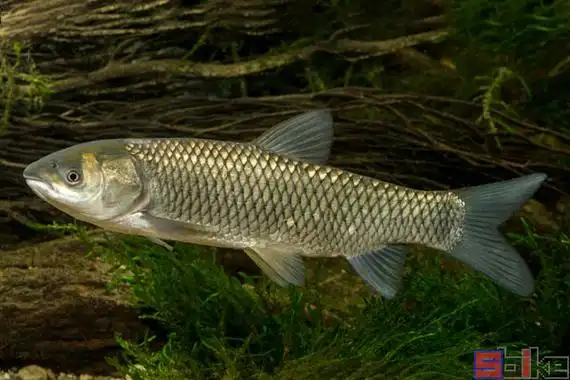 七彩塘鳢_眼尾新几内亚塘鳢百科图片_饲养繁殖_雌雄鉴别_sbike