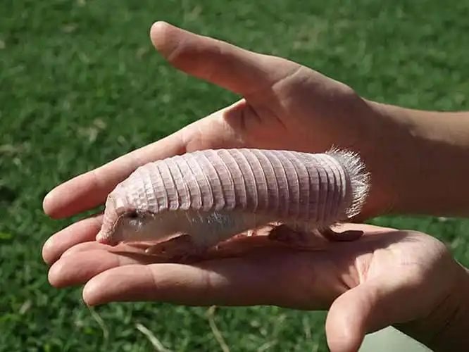 男子路遇"不明球体",身穿铠甲长着猪鼻,但专家说的话很无语