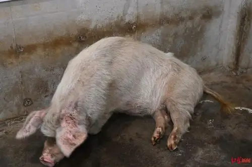 你还记得汶川地震时的"猪坚强"吗?猪坚强因年老衰竭往生了!