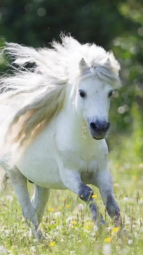 iphone 壁纸 白马奔跑,鬃毛