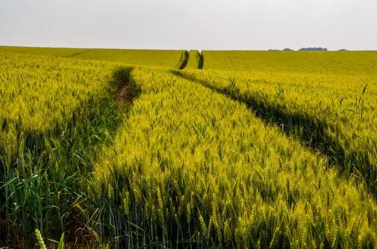 百亩麦田,感受丰收.