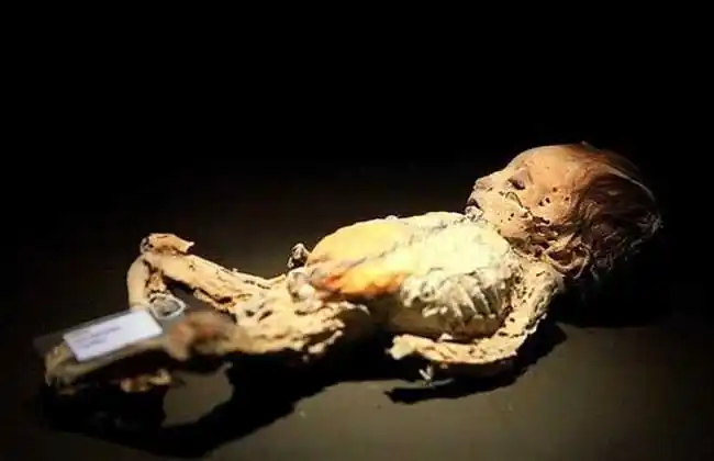 发现美人鱼相关报道