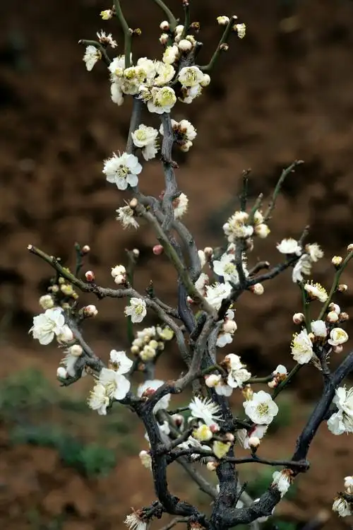 制作中,忍不住又吟出如下诗句: 龙游梅花滋仲春, 彷佛玉蝶抖精神.