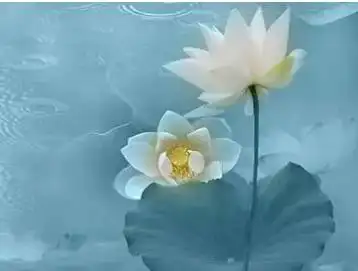 莲花最有禅意的句子一叶一浮萍2