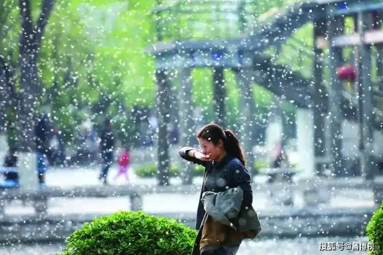 春天柳絮满天飞你的眼睛还好吗