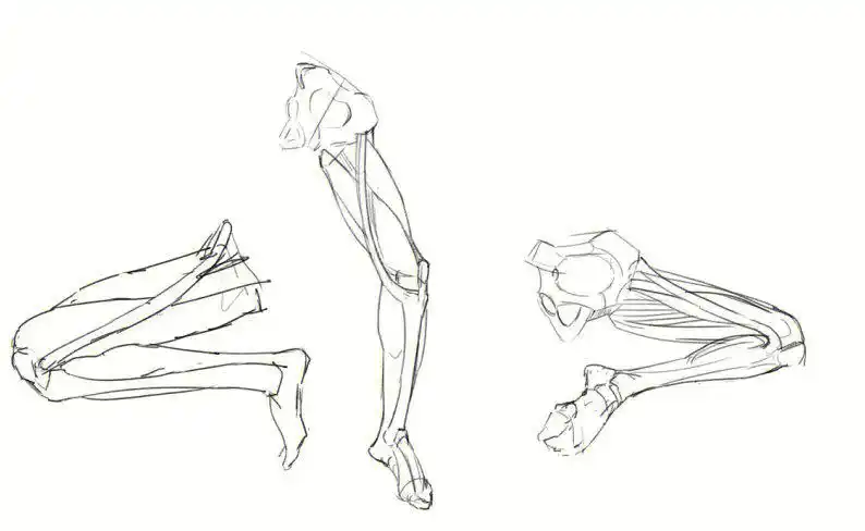 腿部肌肉解剖和练习