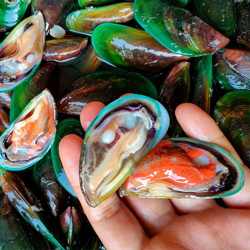 当天海捕新鲜活青口贝海虹鲜活野生淡菜水产非进口青口海鲜贝壳肉