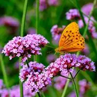 花草微信头像 五颜六色的图片花草图片微信头像