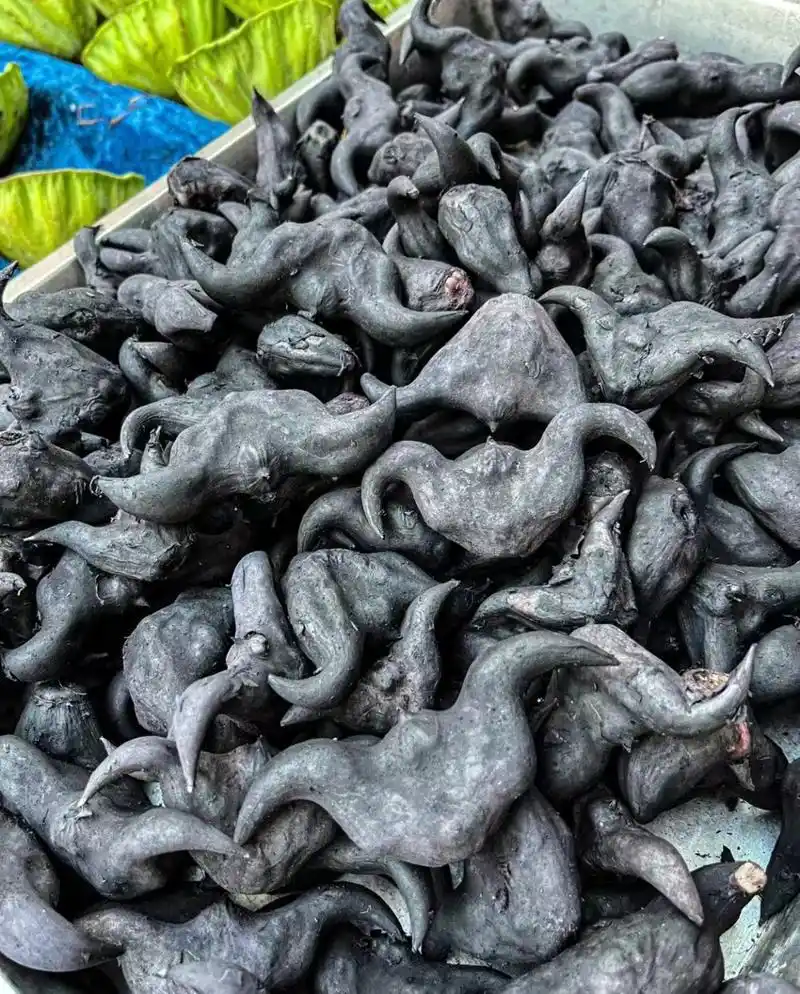 菱角是菱科菱属一年生草本水生植物, 一般栽种于温带气候的湿泥地中