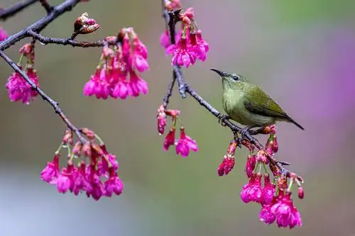 最美花鸟图——樱花与叉尾太阳鸟
