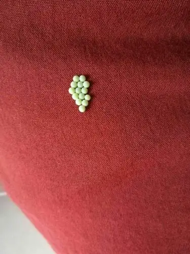 衣服上发现的,不知道是什么东西. 请问这是蜘蛛蛋吗?