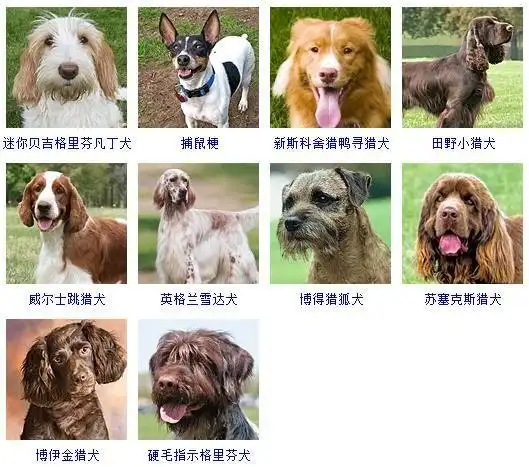 犬的种类犬