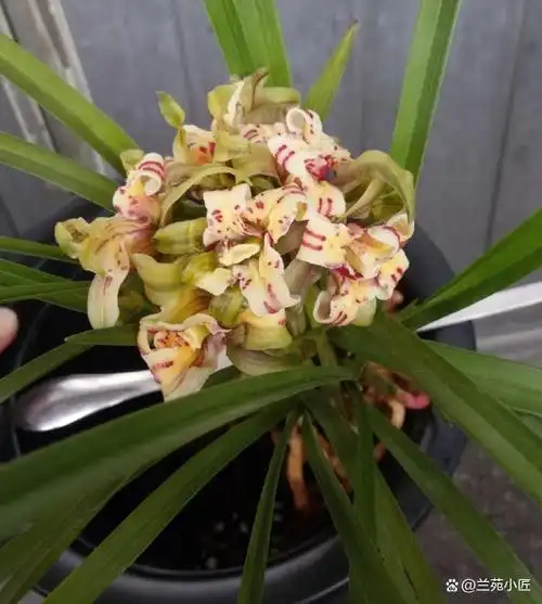 这款老种下山兰养一棵太带劲如彩虹般绚烂人称最美兰花