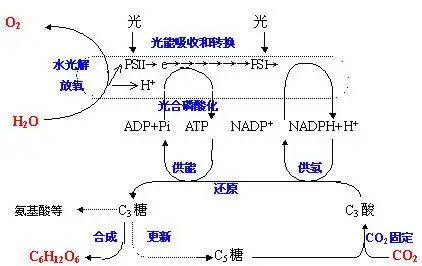 光合作用的图解,不要高中生物必修里的图表,要更详细的图解
