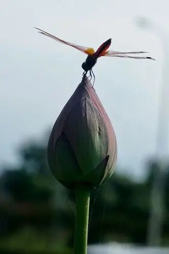 夏日荷花上的蜻蜓