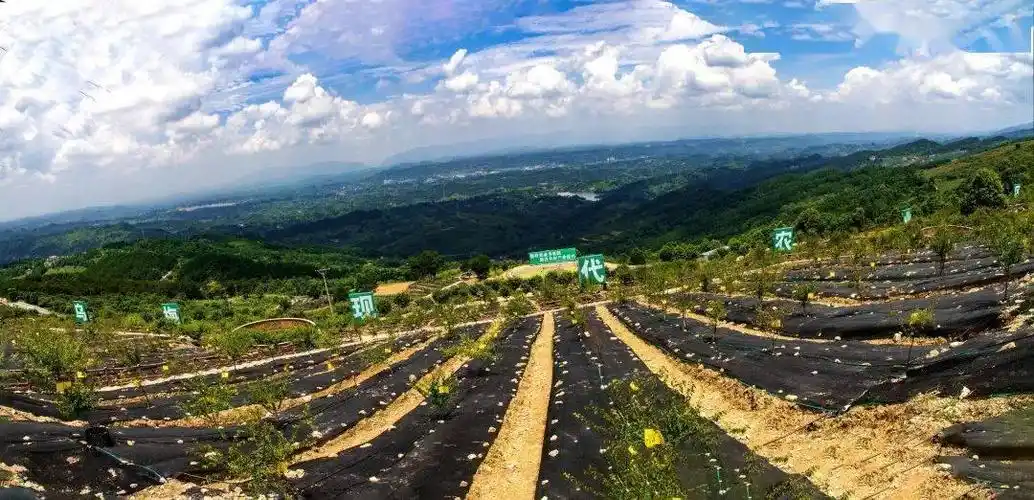 【达川乌梅】 枝头卧山间 果香醉人间_种植