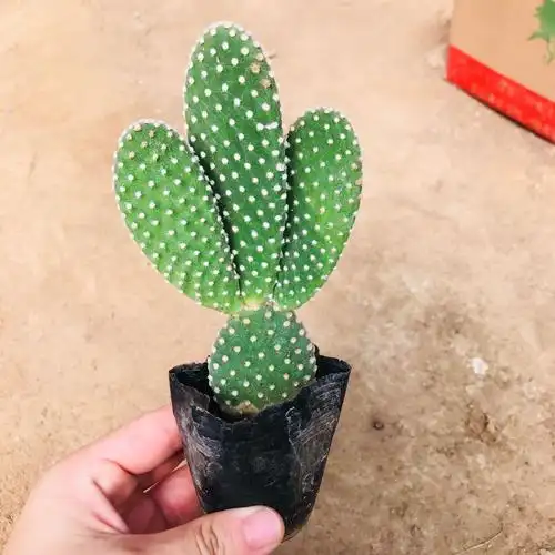 多肉植物批发 多肉组合用仙人掌白毛掌 室内课桌吸甲醛植物仙人掌-阿