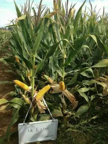 (矮密早)矮杆,密植,早熟,机收玉米新品种通玉1101.