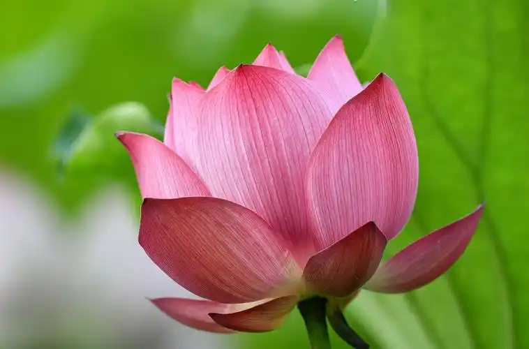 来生愿做一朵莲