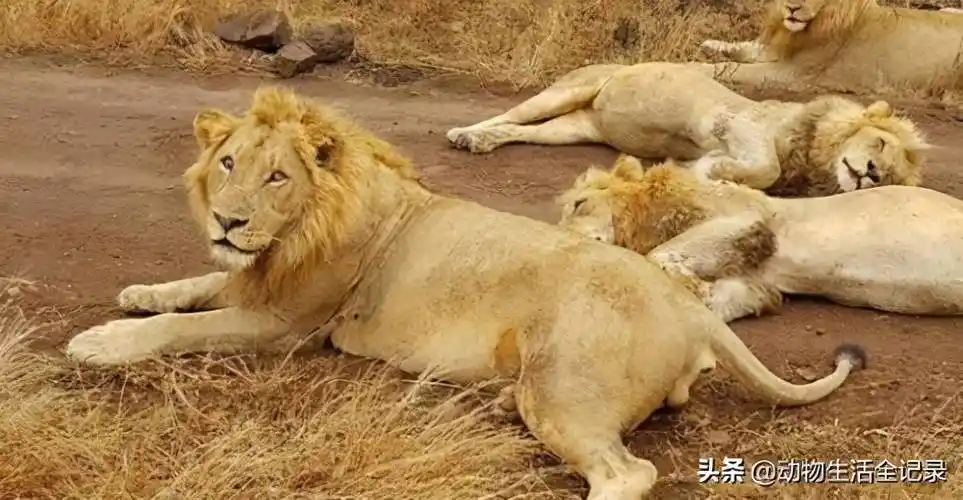 小魔鬼雄狮联盟七兄弟被赶出家门跟随着父亲一起流浪