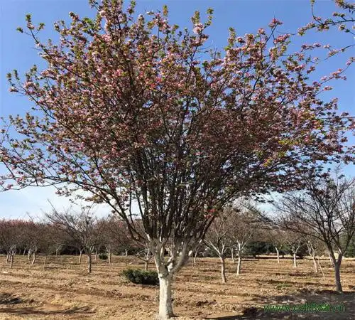西府海棠有哪些特征?