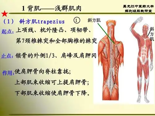 斜方肌 1 (1) 斜方肌trapezius 上项线,枕外隆凸,项韧带, 起点