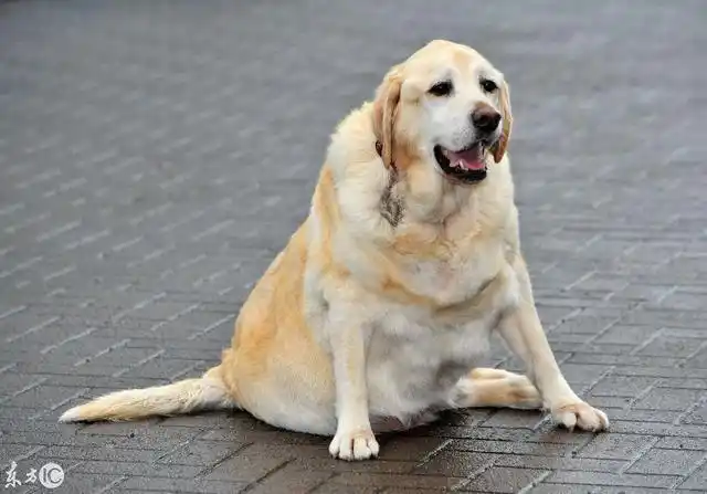 拉布拉多71公斤狗狗长太胖小心被告上法庭