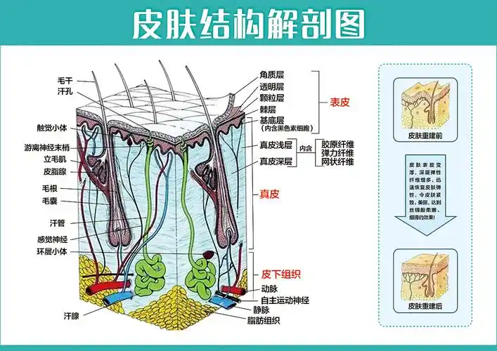 皮肤结构解剖图|平面|海报|shensuyi - 原创作品 - 站酷 (zcool)