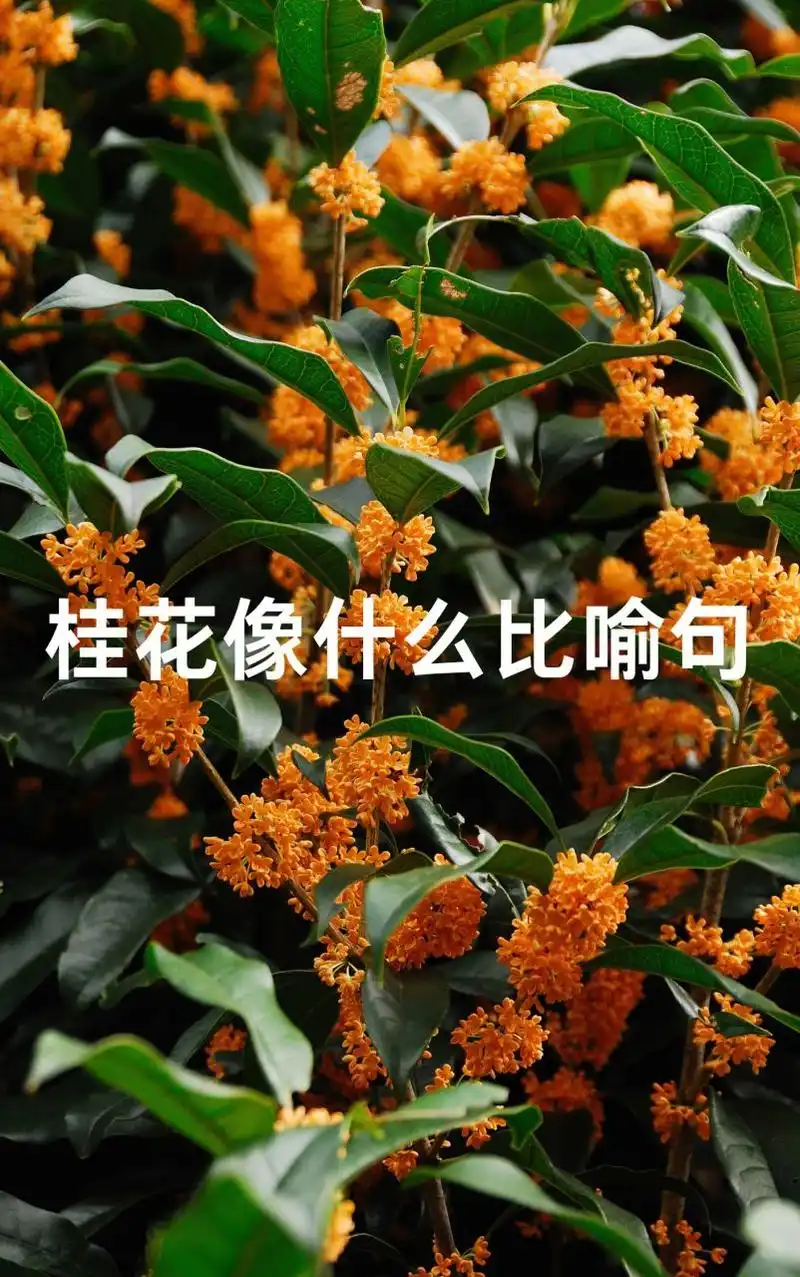 95 93 桂花像金色的雨滴,轻轻洒落在地面上,铺成一片金黄的地毯.