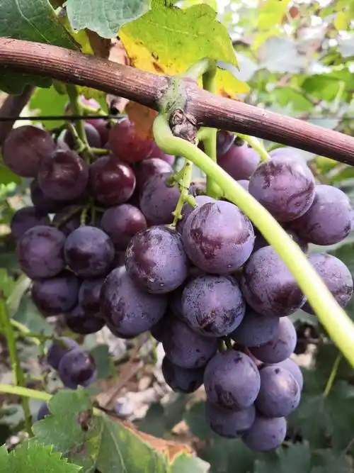 优质巨峰葡萄强市开园上市热卖中