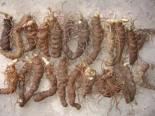 重楼 国产重楼 干统货 产地 四川省