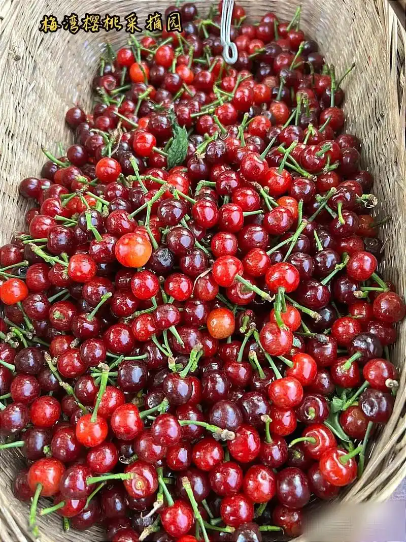 眉山梅湾樱桃采摘园,新品种 - 抖音