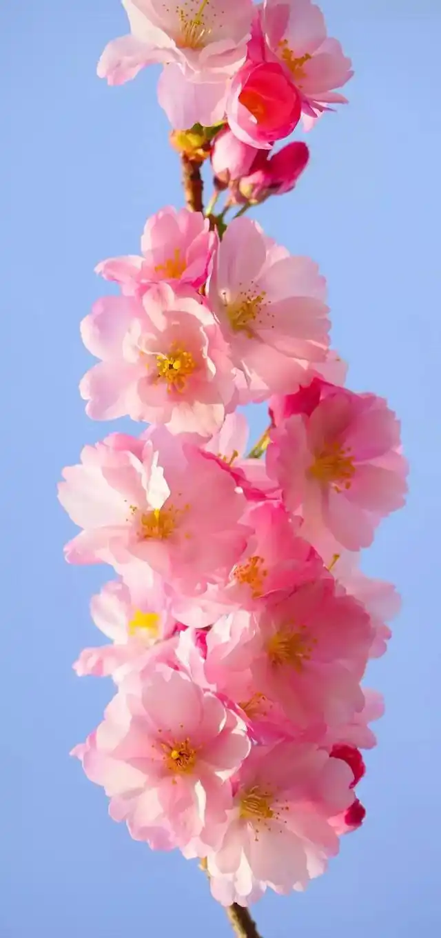 植物花卉高清壁纸:护眼,唯美小清新,挺养眼的