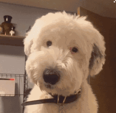 歪头卖萌表情包