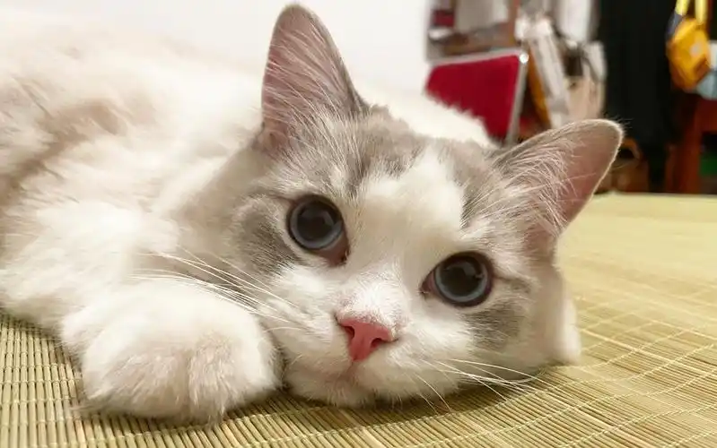 【布偶】撒娇弟弟的日常(2)