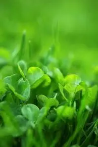 爱思助手绿色植物手机壁纸绿色护眼手机壁纸下载广告荣耀5t护眼屏