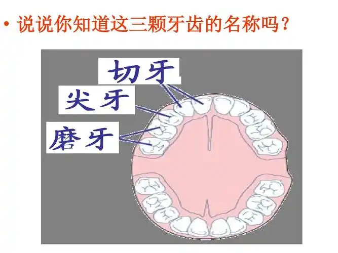 说说你知道这三颗牙齿的名称吗?