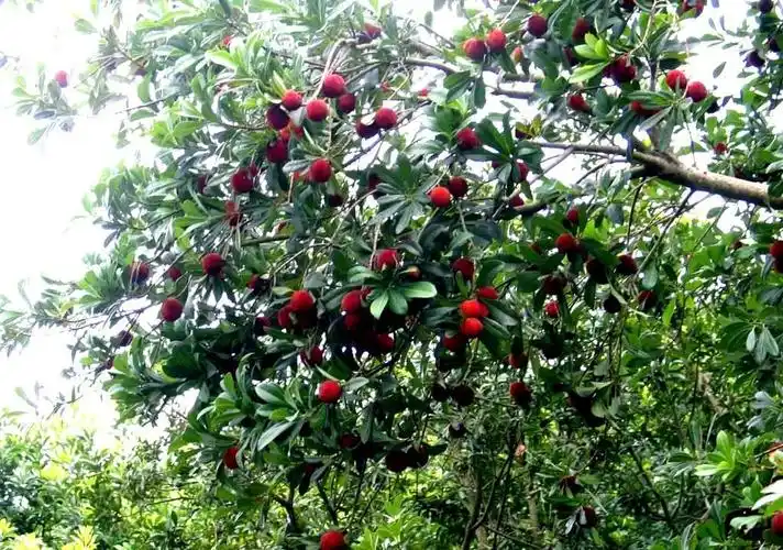 一位种植乌梅13年爱果如命的老板