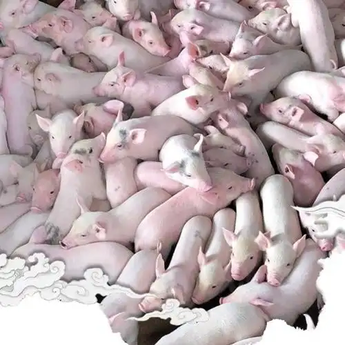 全猪整只小乳猪去内脏小香猪猪仔仔腊猪肉脆皮烤乳猪烧烤酒宴批发