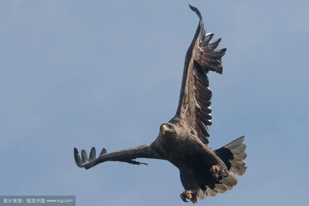 鹰飞在天空的特写背景