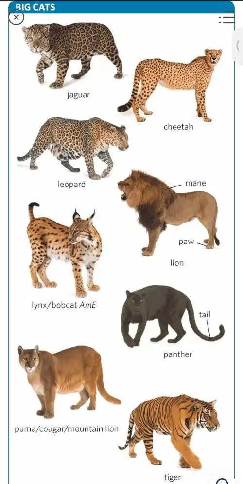 cheetah/tit/ 猎豹 4. tiger/taɡ/ 老虎 5. leopard/lepd/ 豹6