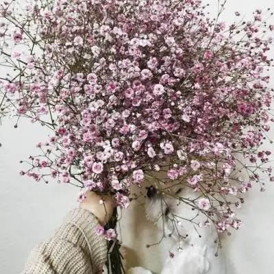 能带来好运的花系列微信头像 挂满幸运星的梦