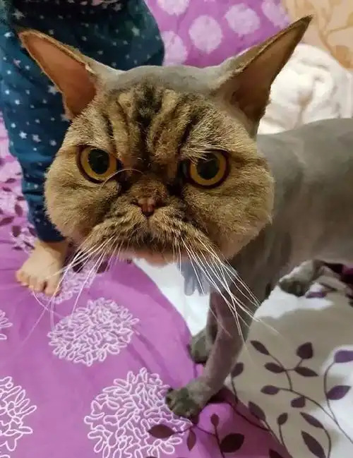 真是一点脾气的都没有! 是全剃没毛病啊!